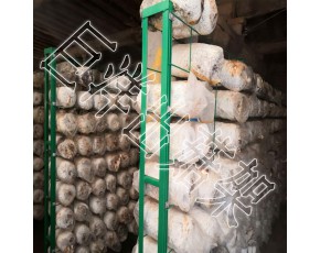 食用菌立體栽培養殖架 大棚蘑菇出菇架 恒溫室內養殖架