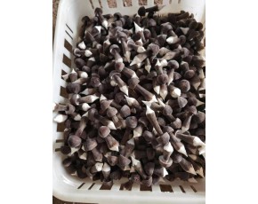 雞樅菌