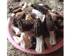 供應優質羊肚菌