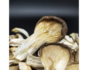 優質干平菇