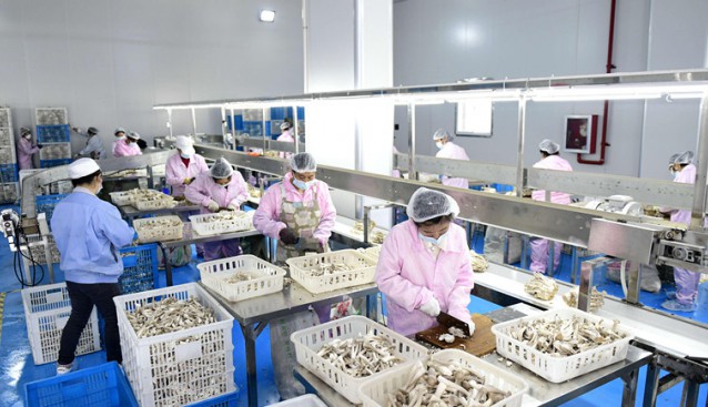 貴州省安龍縣：工廠化立體栽培食用菌提質增效