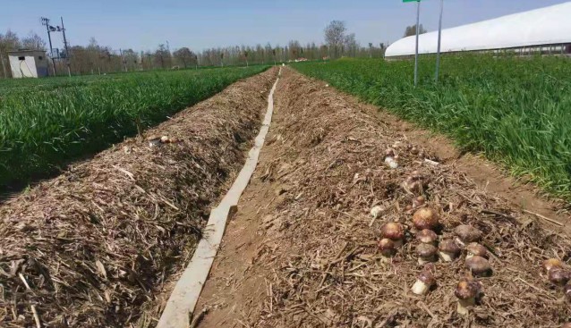 河南省農科院崗位專家到虞城縣金隆菇業考察指導工作
