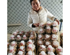 羊肚菌母鐘、原種、栽培種，優選六妹系列提供技術指導