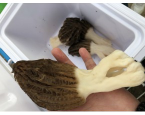 長期供應羊肚菌鮮品與干品