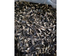 黑皮雞樅菌專利一級菌種資質菌包干品供應
