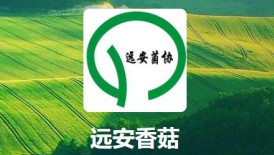 遠(yuǎn)安香菇 湖北省優(yōu)勢特色農(nóng)產(chǎn)品板塊基地  國家級出口食用菌質(zhì)..