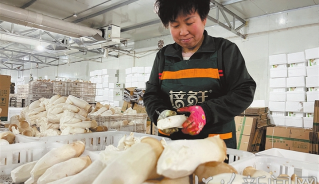 山西蓓鮮農業科技有限公司：采用自動化流水線作業 “工業化”模式生產杏鮑菇