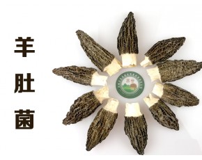 昌盛羊肚菌鮮品干品