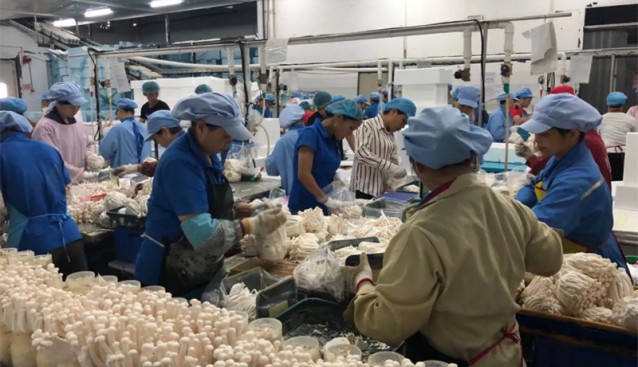 廣東：食用菌（韶關）種業創新園入圍廣東十大種業創新園