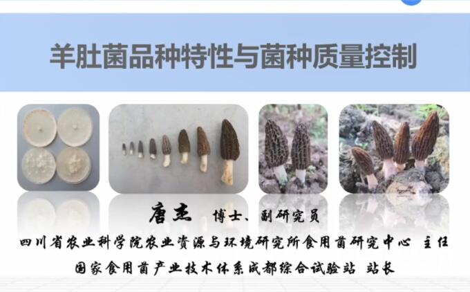 羊肚菌品種特性及品質控制，羊肚菌高效栽培技術-唐杰老師