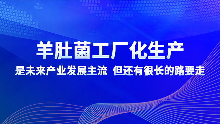 羊肚菌工廠化生產是未來產業發展主流 但還有很長的路要走