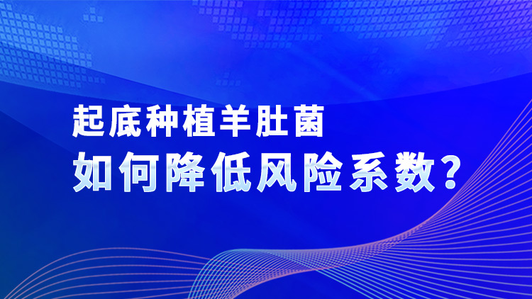 起底種植羊肚菌如何降低風險系數？
