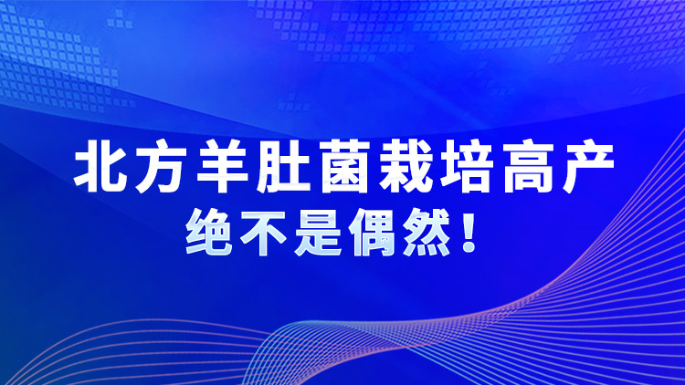 北方羊肚菌栽培高產絕不是偶然！