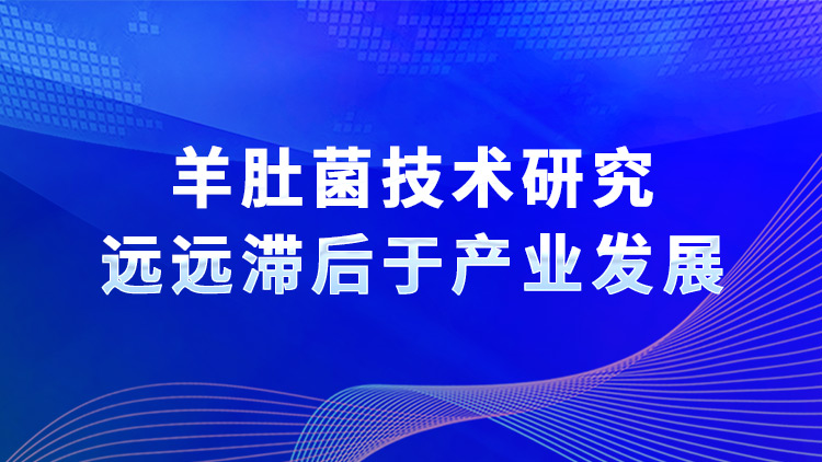 羊肚菌技術研究遠遠滯后于產業發展