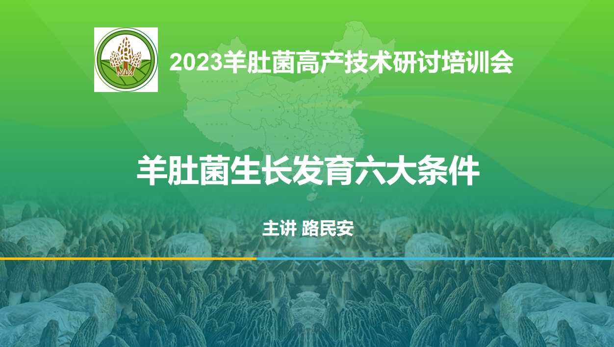 路老師：羊肚菌生長發育的六大條件