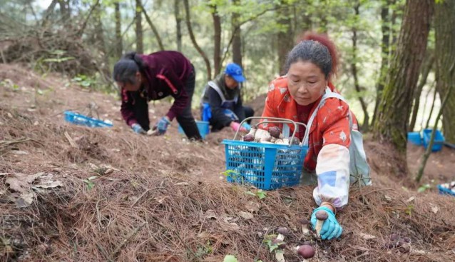 貴州貴陽白云區：黨組織引領發展食用菌，促農增收