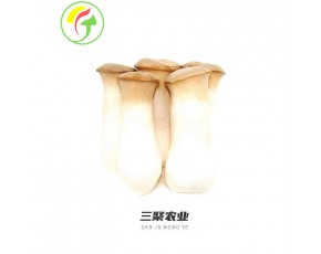 上海三聚農產品有限公司-杏鮑菇