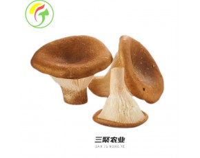 上海三聚農產品有限公司-豬肚菇