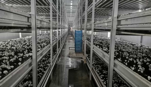 寧閩合發公司雙孢菇項目出菇完成