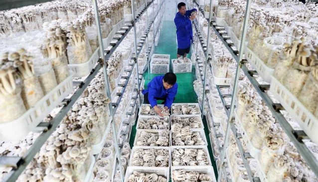 重慶黔江：桑枝菇，大產業