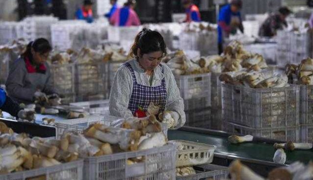 江蘇灌南縣：食用菌產業集聚度高