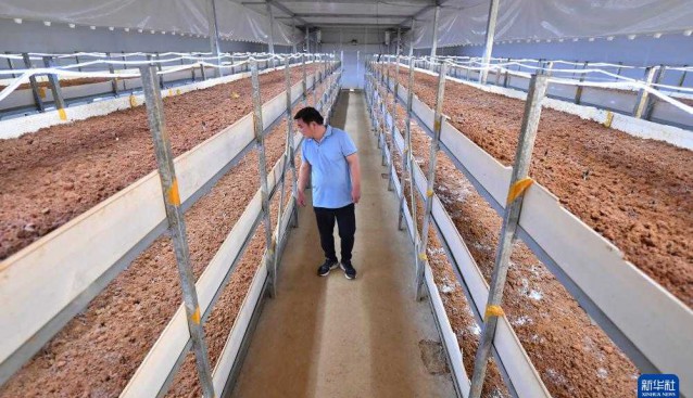 “5G智慧小菇房”助推鄉村產業振興