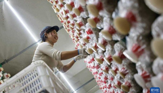 貴州道真：建成食用菌園區10個