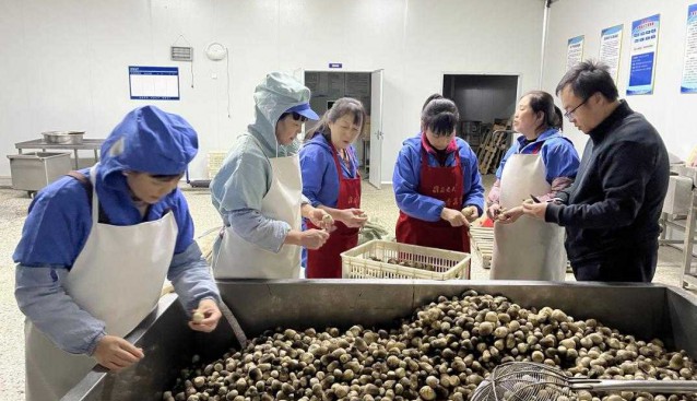 草菇提高附加值、延長產業鏈，有了新途徑