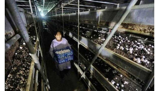 山東泰安：300多畝生產基地，年產雙孢菇4000多噸
