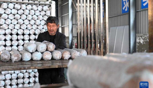 甘肅慶陽：食用菌基地帶動村民增收