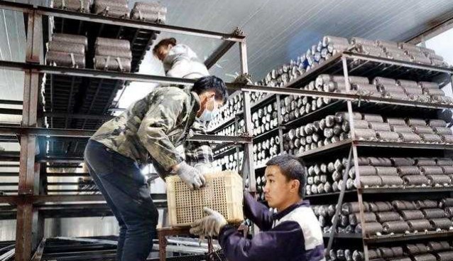 內蒙古阿榮旗：科技加持，發展食用菌產業