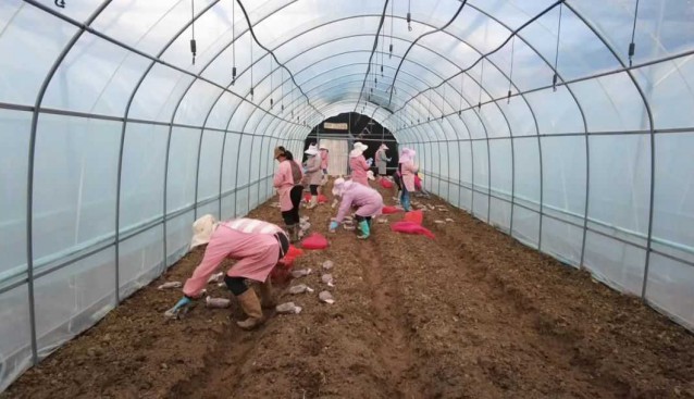 云南省劍川縣：甸南鎮羊肚菌種植忙