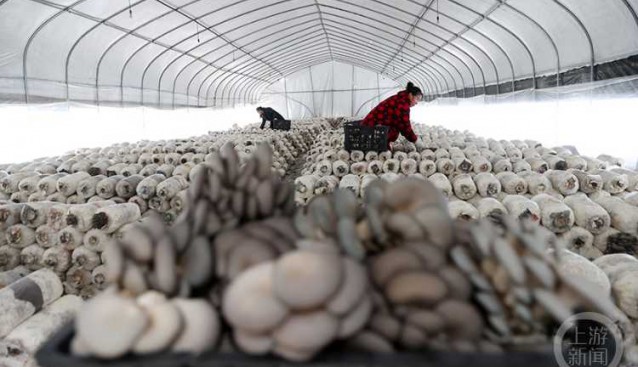 重慶黔江區：食用菌年產值達5000多萬元