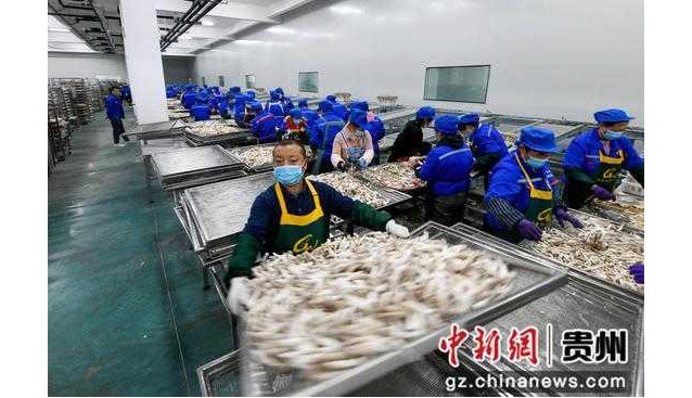 貴州道真：加大招商引資，食用菌產業助推鄉村振興