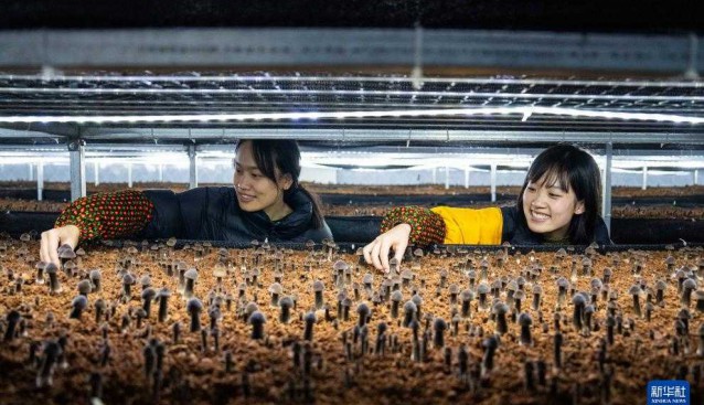 湖南古丈：食用菌產業助力鄉村振興