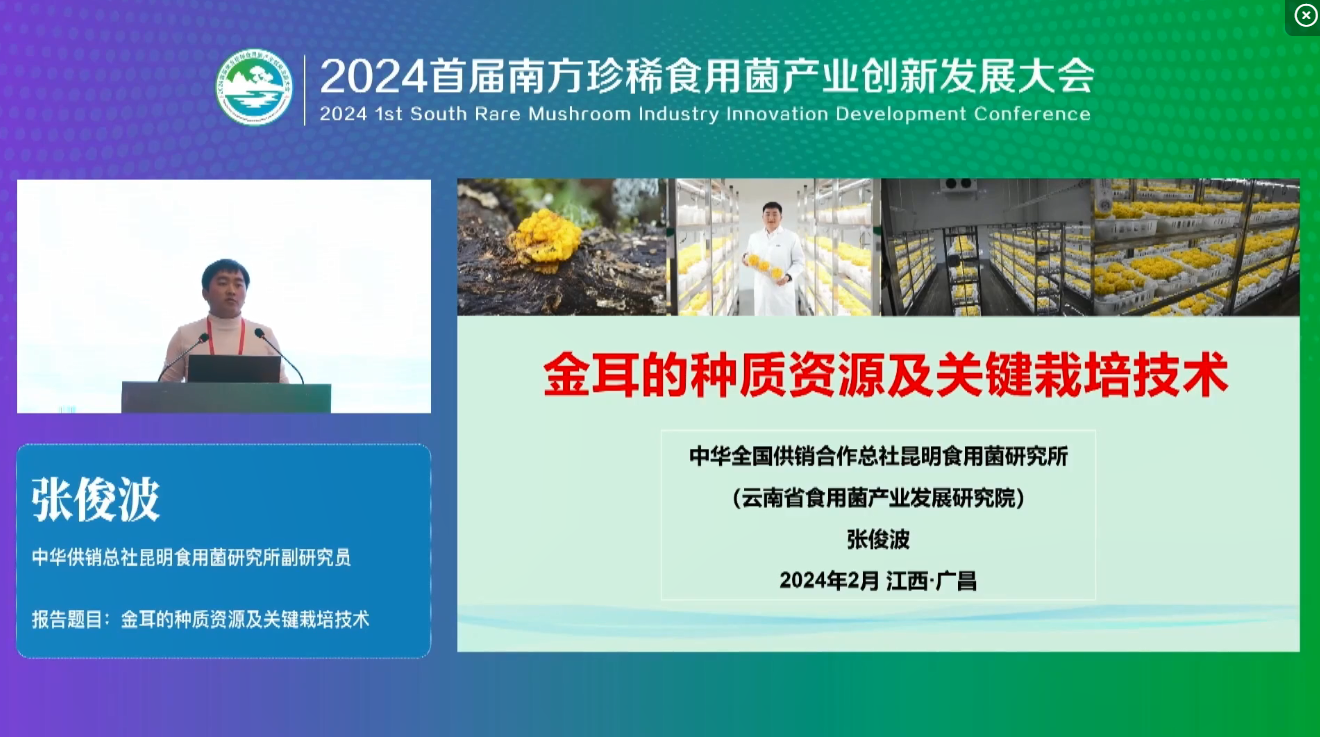 張俊波：金耳的種質資源及關鍵栽培技術