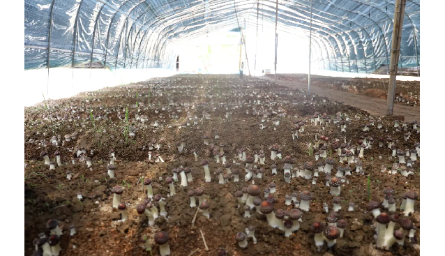 北京通州張家灣鎮又一大球蓋菇菌類種植實驗基地開園