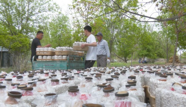 新湖農場：探索林下種植，增加菌菇品類，拓展增收渠道