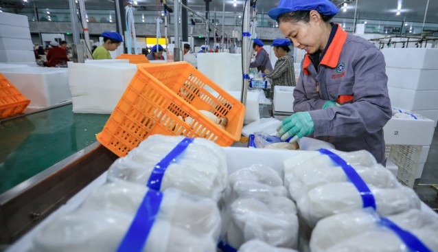 琪英菌業食用菌采收忙