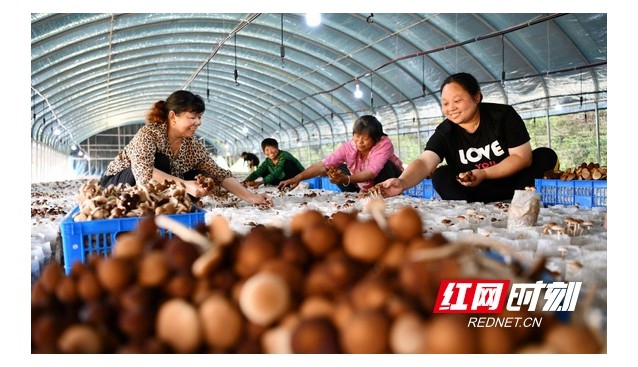湖南常寧：雙溪村引進茶樹菇，鋪開致富路