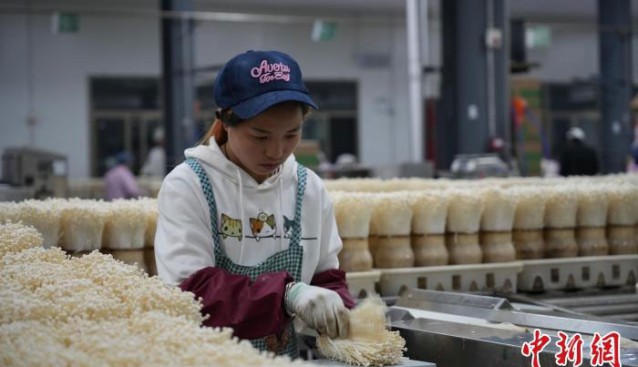 貴州威寧：菌菇企業生產忙