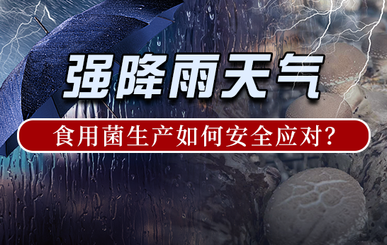強(qiáng)雨天氣，食用菌生產(chǎn)如何安全應(yīng)對(duì)？
