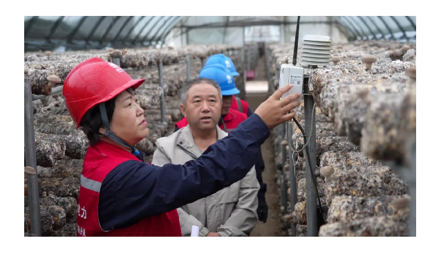 國網阜平縣供電公司全方位服務，助力菇農增產增收