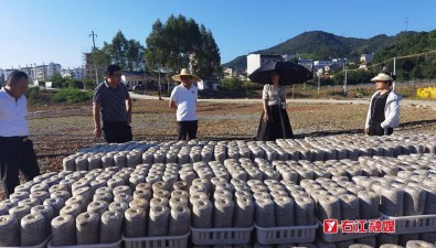 占地40畝，廣西百色市右江區(qū)食用菌種植示范基地正式啟動(dòng)
