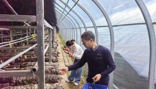 浙江杭州臨安：菌菇豐收，品質銷量雙升