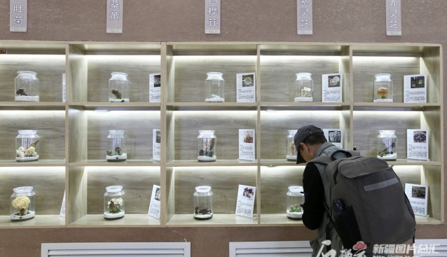 新疆托克遜縣小蘑菇拓寬生態循環農業新路徑