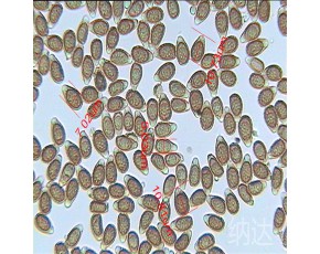 靈芝孢子粉破壁機