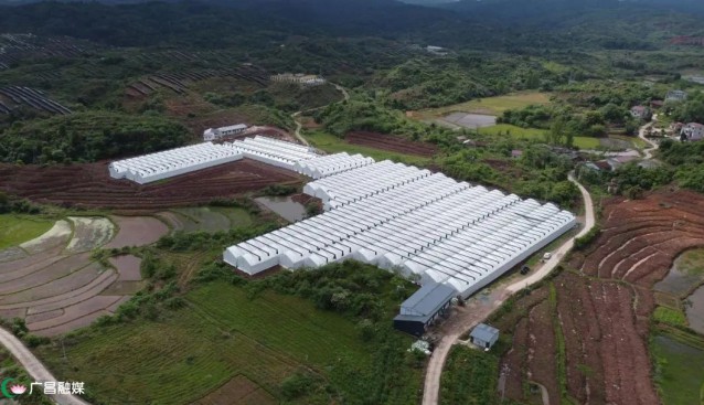 江西廣昌甘竹鎮(zhèn)：種植基地木耳迎來(lái)豐收