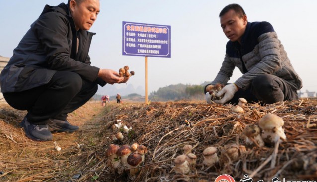 廣西河池宜州：冬種大球菌菇助農增收