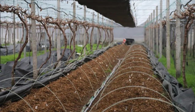 葡萄架下套種大球蓋菇，畝均增收6萬元